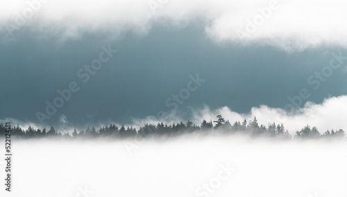 Journey through the clouds, tree silhouettes in the mist, Tofino, Vancouver Island, British Columbia, Canada. photo