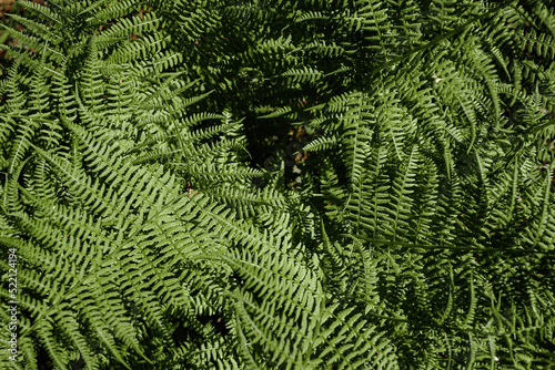 Ferns in the forest. Natural wild tropical floral textured fresh green leaves fern background.