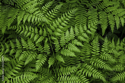 Ferns in the forest. Natural wild tropical floral textured fresh green leaves fern background.