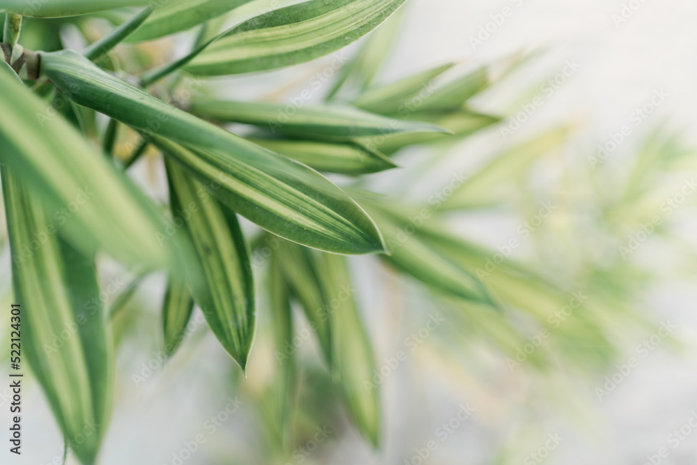 Obraz premium tropical plant close-up