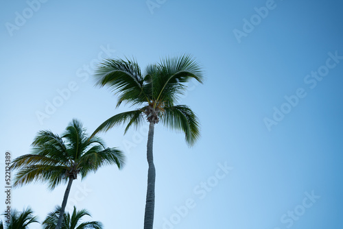 palm trees against blue sky © Ybdesigns