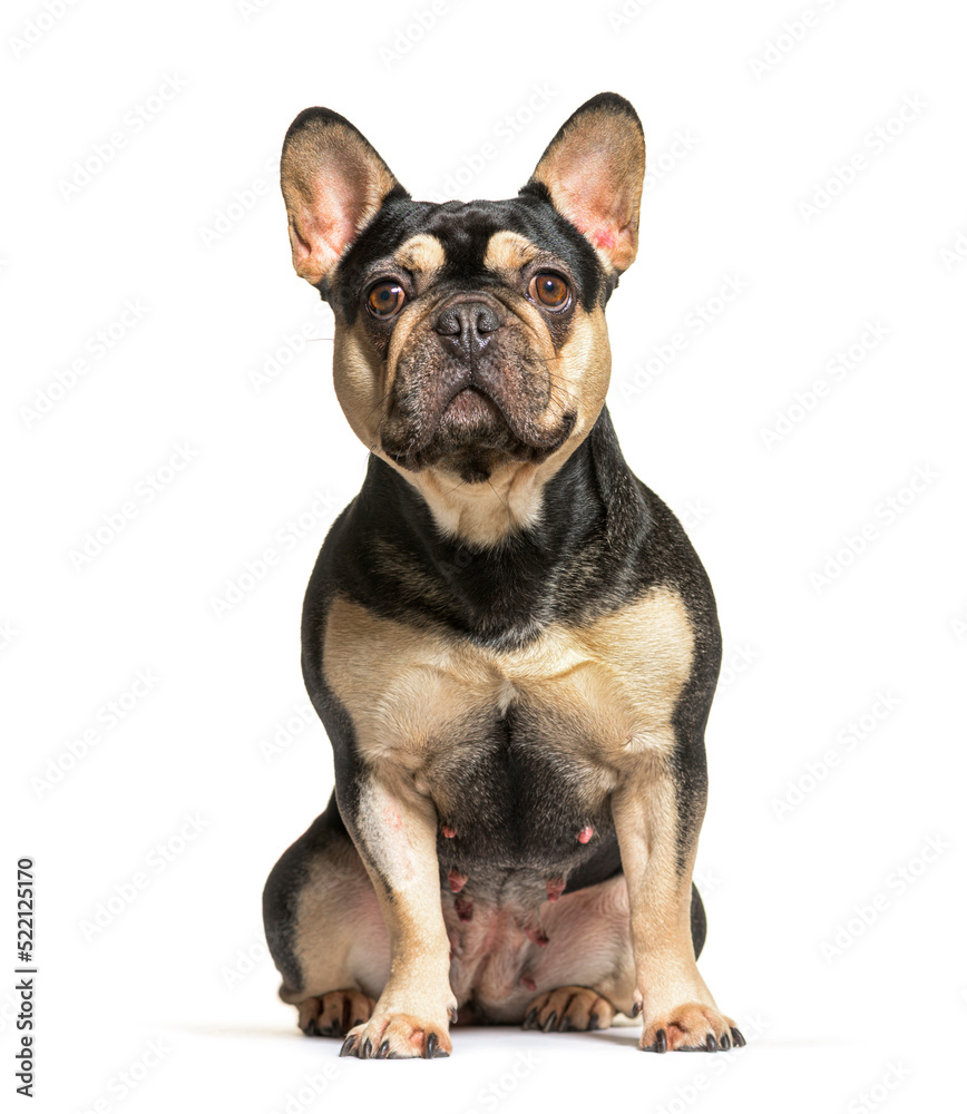 French bulldog sit in front, isolated on white French bulldog sit in front, isolated on white