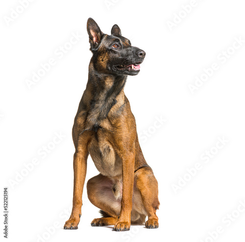 Obraz na plátne Malinois, belgian dog, sit, panting and looking up, isolated on