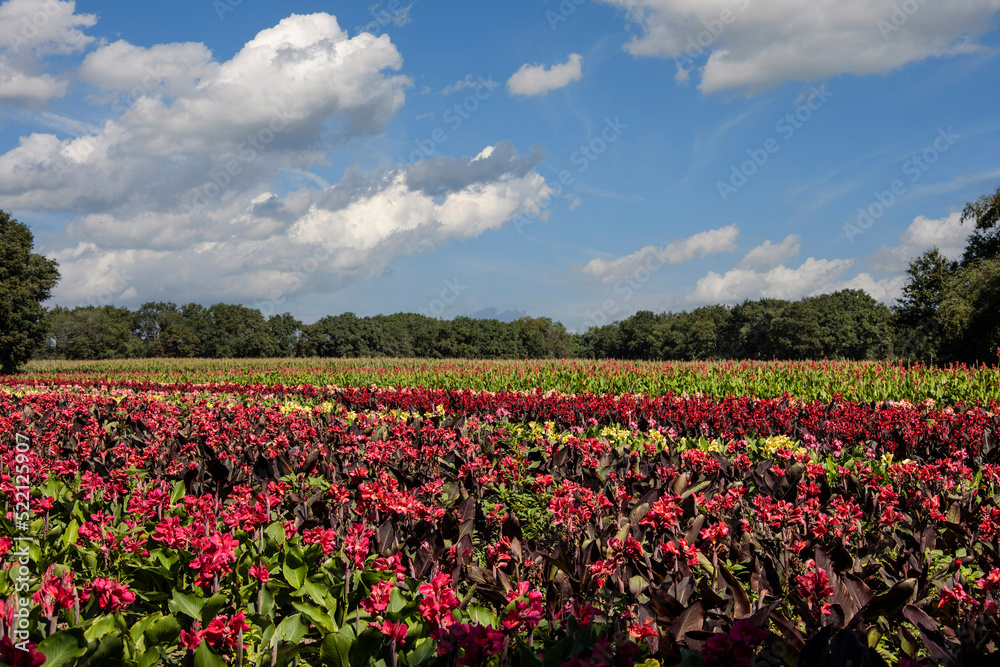 Summer flower field and blue sky. Agriculture in Limburg, the Netherlands
