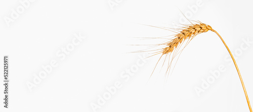 Isolated wheat on a white background. One ear isolated on white background ear of mature wheat