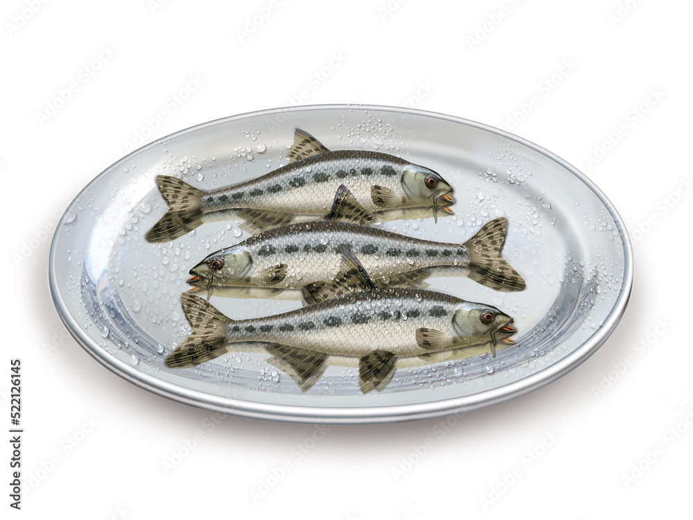 goujon , poisson, plateau, pêche, aliment, frais, fruits de mer, mer, animal, ailette, sain, queue, fond blanc, argent, attraper, repas, cuisiner, plat, viande, fraîcheur goujon , poisson, plateau, pêche, aliment, frais, fruits de mer, mer, animal, ailette, sain, queue, fond blanc, argent, attraper, repas, cuisiner, plat, viande, fraîcheur