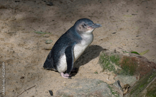 Little Blue Penguin ( Eudyptula minor)