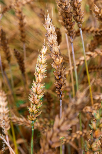 Detail of the Wheat Spike in the Nature