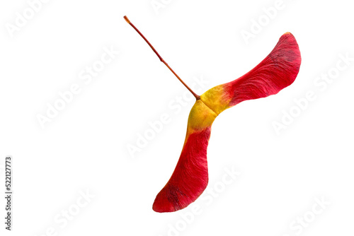 Amazing two-lobed red yellow maple seed pods in bright red yellow on a white background. Flat lay with copy space photo