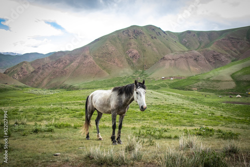 horse on mountain pasture, moutains in kyrgyzstan, central asia