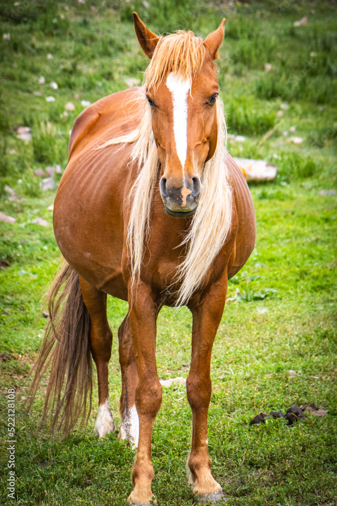Fototapeta premium horse in the meadow, kyrgyzstan, summer pasture
