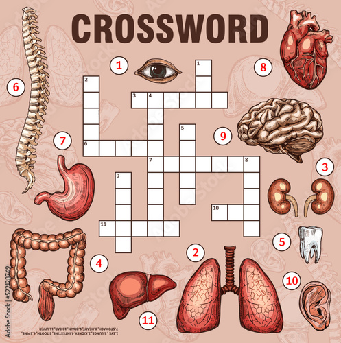 Human organs and body parts, crossword grid worksheet, find word quiz, vector game. Medical crossword to guess words of body anatomy organs, heart and lungs, liver and eye, spine and tooth or kidneys
