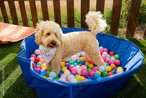 Cockapoo dog having fun on birthday