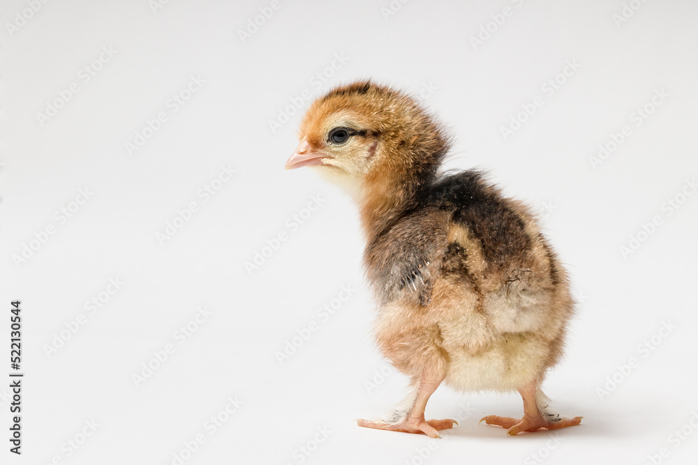 chick turned its back to the camera on a white background with copy space