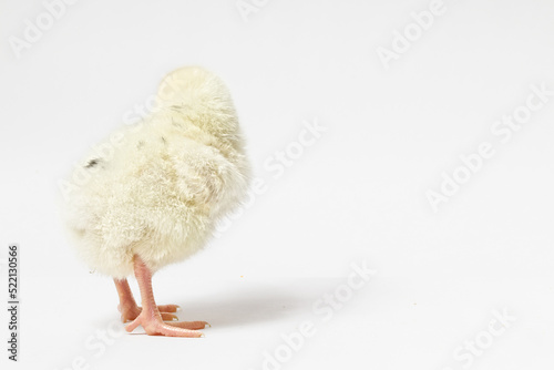 a young chick stands backwards and turned around on a white background