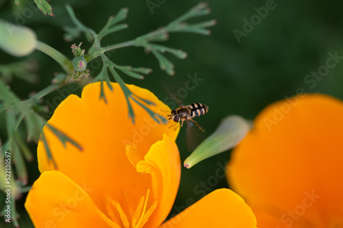 Eupeodes corollae - Hoverfly - Syrphe des corolles photo