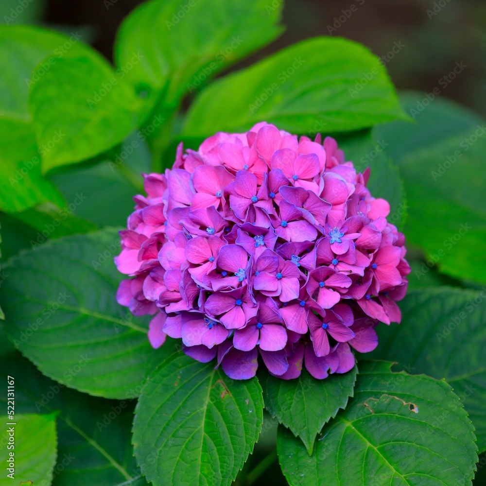 pink hydrangea flowers pink hydrangea flowers