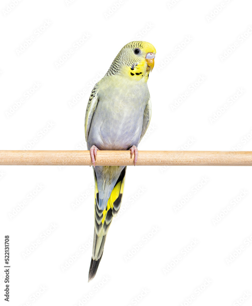 Budgeriar – grey rainbow on a wooden perch isolated on white Budgeriar – grey rainbow on a wooden perch isolated on white