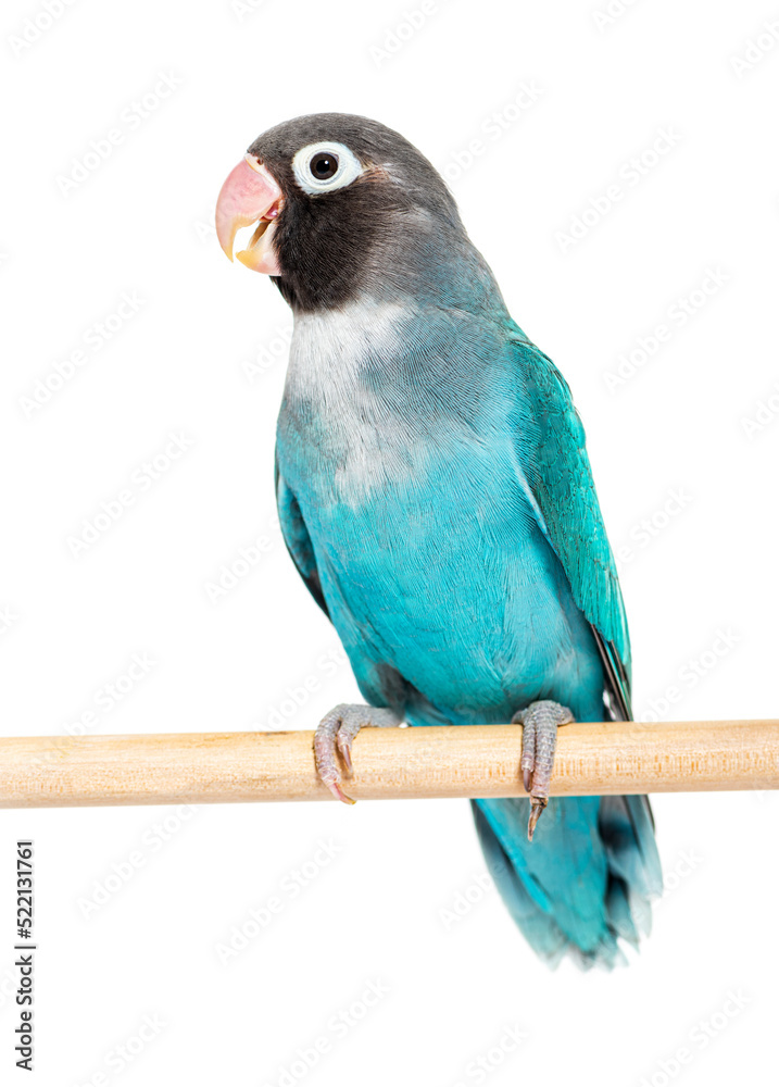 Naklejka premium Black Cheecked Lovebird on a wooden perch, Blue mutation, isola
