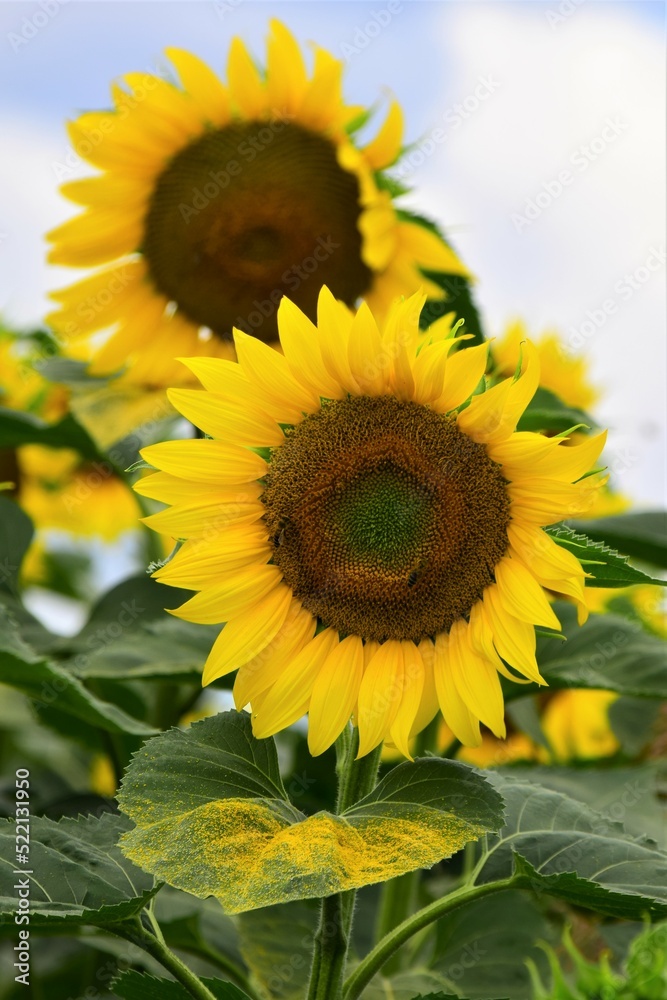 Fototapeta premium sunflower on a field