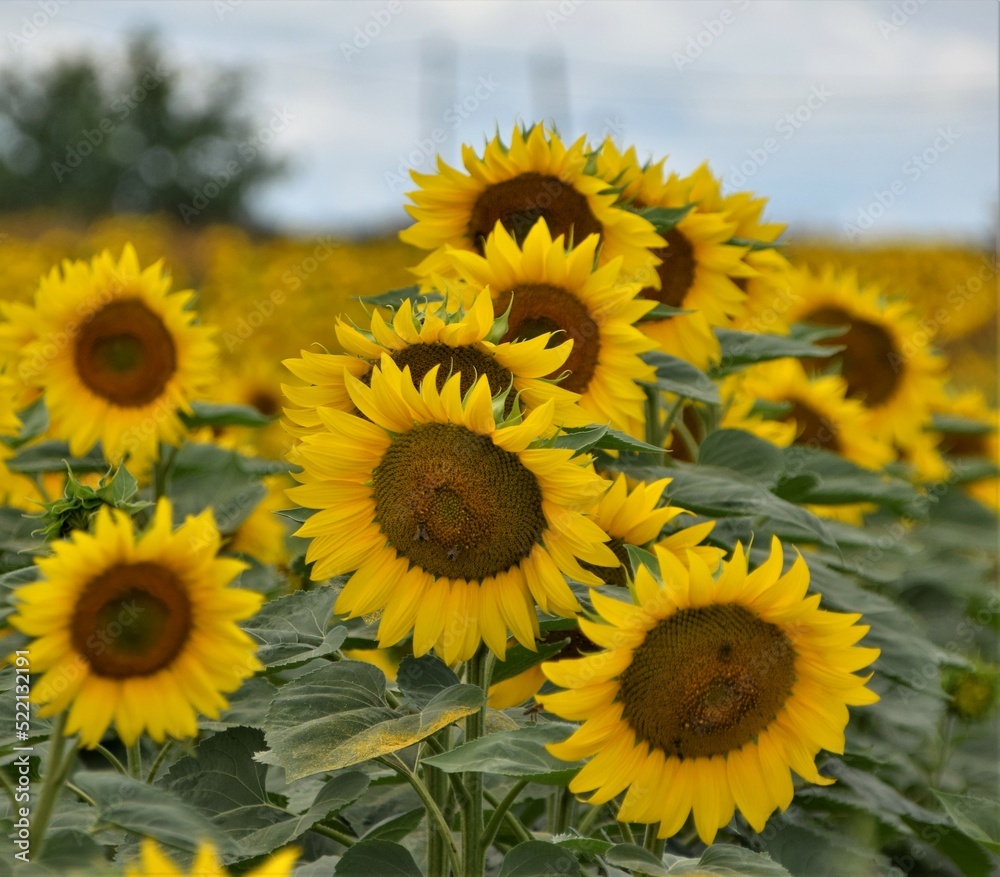 Fototapeta premium field of sunflowers