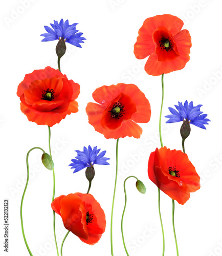 Red Poppies and Blue Cornflowers isolated on white background. 3d Realistic Vector