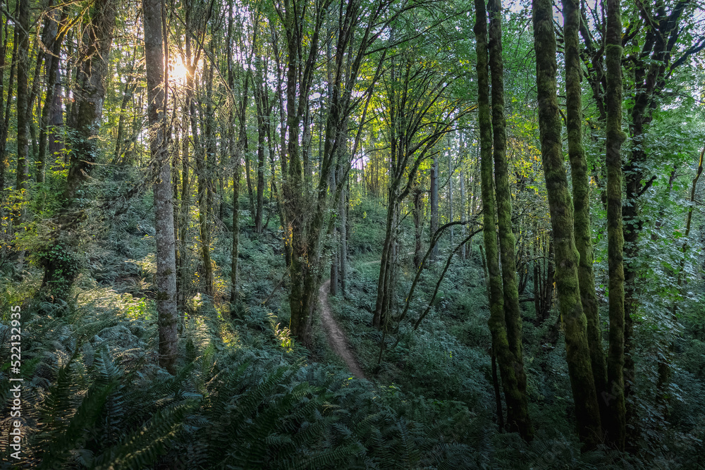 Fototapeta premium forest in the morning