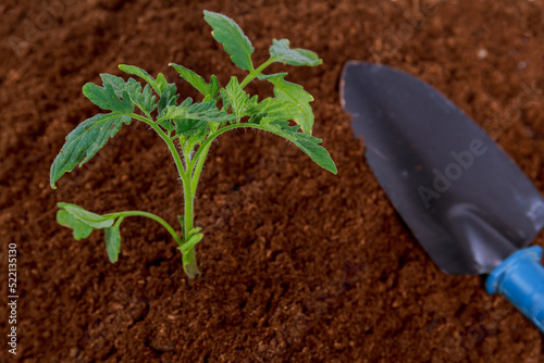 Tomato seedlings were planted in peat with garden tools.