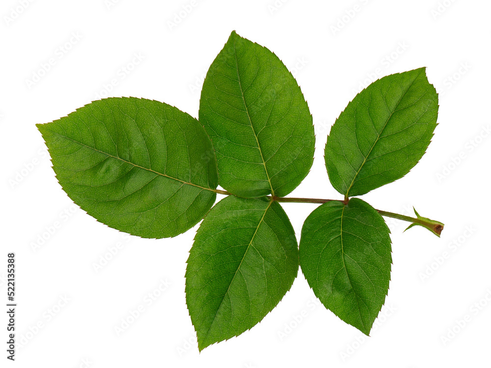 a blooming red rose with green leaves, isolate on a white background a blooming red rose with green leaves, isolate on a white background