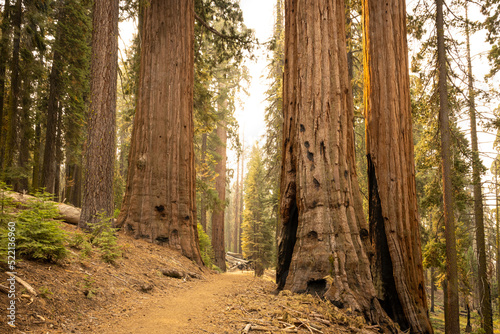 Wide Trail Cuts Through Multiple Sequoia Trees