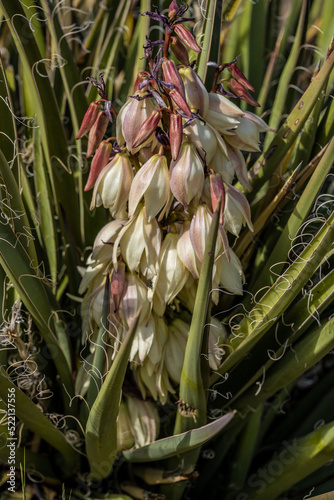 Yucca Blooms Grow in Summer in Mesa Verde