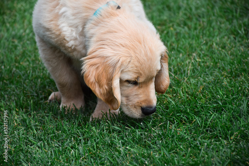 Cute little golden retriever puppy sniffing green grass