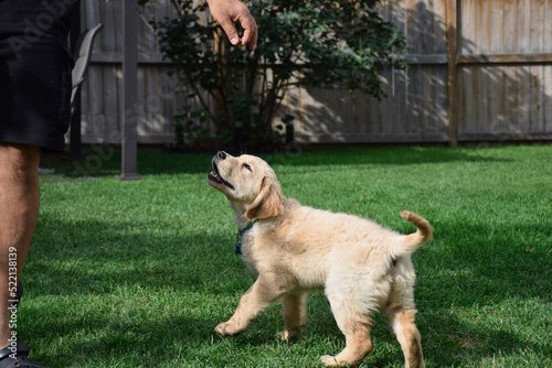Small golden retriever puppy getting a treat from a man in a backyard