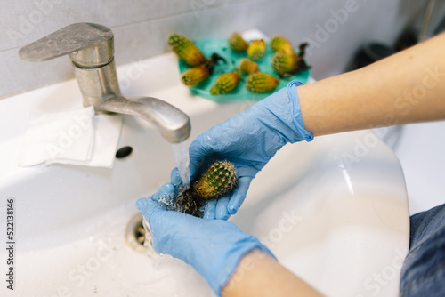 Person cleaning succulents with water and tending about them  photo