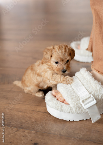 Puppy is sitting near to feet its owner on a floo photo