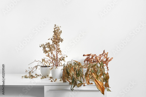Withered home plants