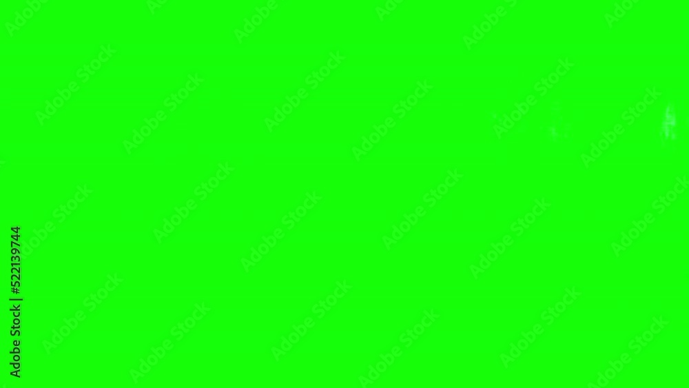 4K small dachshund on green screen isolated with chroma key, real shot. Dog slowly walks across the frame from left to right and from right to left