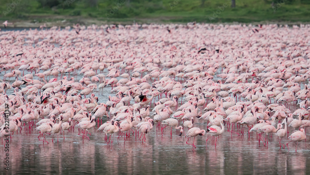 Naklejka premium Scenery view of Flamingo flock standing in water of Lake Nakuru at Lake Nakuru National Park Kenya