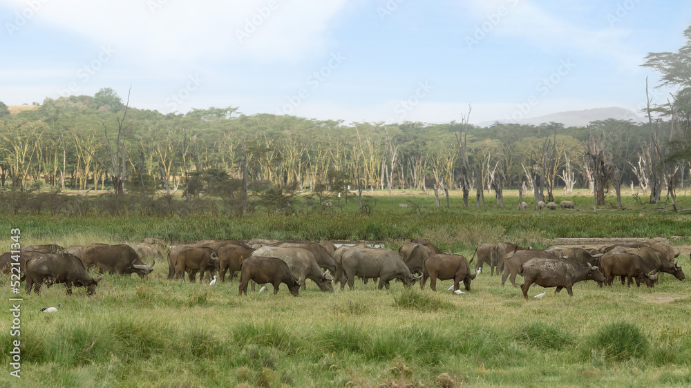 herd of african buffalo together on grassland at Lake Nakuru National Park Kenya herd of african buffalo together on grassland at Lake Nakuru National Park Kenya