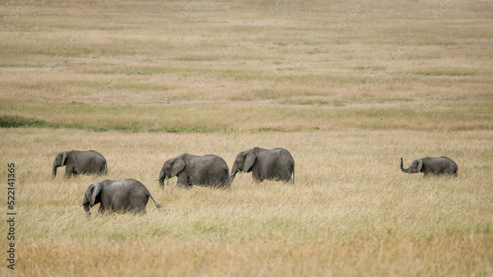 herd of african elephants walking together in savanna grassland at Masai Mara National Reserve Kenya herd of african elephants walking together in savanna grassland at Masai Mara National Reserve Kenya