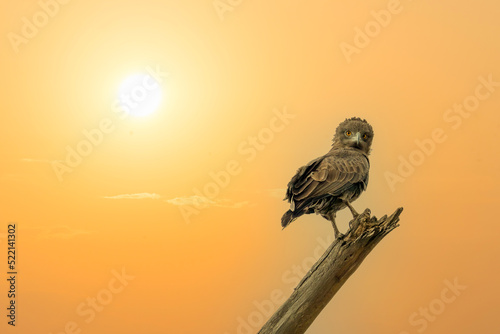 hawk standing on dead wood with background of sunset sky at lake nakuru national park Kenya