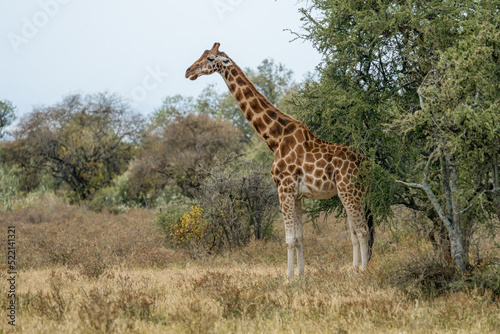 Rothschild’s Giraffe at Lake Nakuru national park Kenya