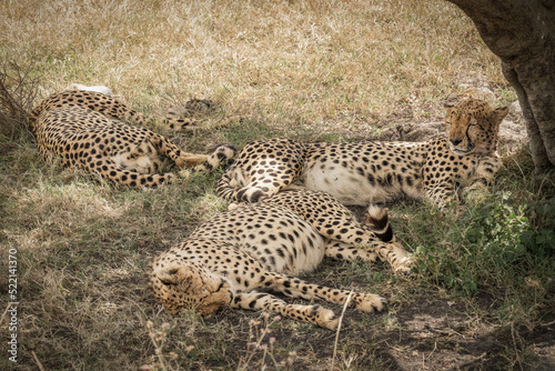 group of cheetah resting together under tree at Masai Mara National Reserve Kenya