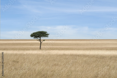 Photo savanna grassland ecology with lone tree at Masai Mara National Reserve Kenya
