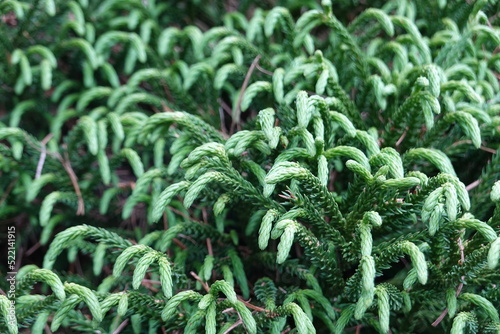 Cryptomeria japonica Little Champion (Japanese Cedar). A mid-size dense, compact evergreen conifer with rounded branches. photo