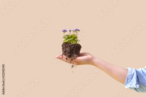 Hand holding plant in soil