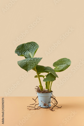 Outgrown plant in pot