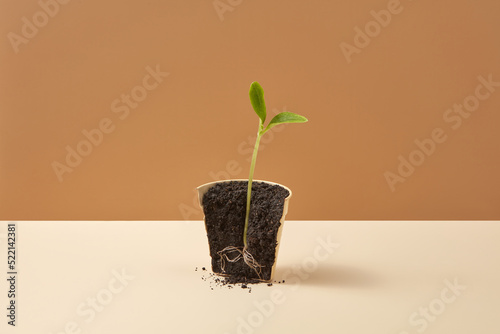 Sprouted plant in pot photo