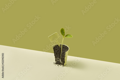 Sprouted green plant in pot