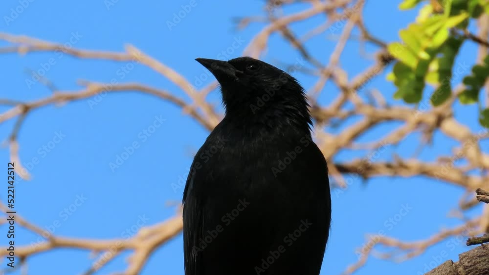 Blackbird on blue sky. Chopi blackbird (Gnorimopsar chopi). Dry savanna, Brazil. Blackbird on blue sky. Chopi blackbird (Gnorimopsar chopi). Dry savanna, Brazil.